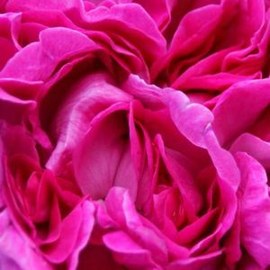 Na spletni nakup vrtnice - Rdeča - Stara vrtna vrtnica - Diskreten vonj vrtnice - Rosa Trompeter von Säckingen - Rudolf Geschwind - Listi listov so podobni listom zelene solate, rastlina pa po cvetenju daje poseben videz.